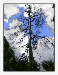 אשר גייבל - עץ ושמים