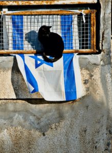 מידד גוטליב - חתול ודגל